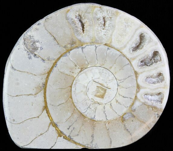 Cut and Polished Lower Jurassic Ammonite - England #62560